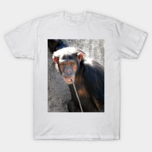 Chimpanzee T-Shirt